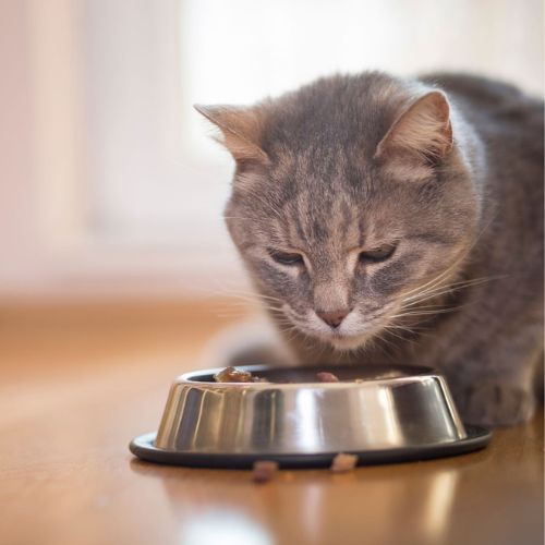 cat eating diet cat food in silver bowl