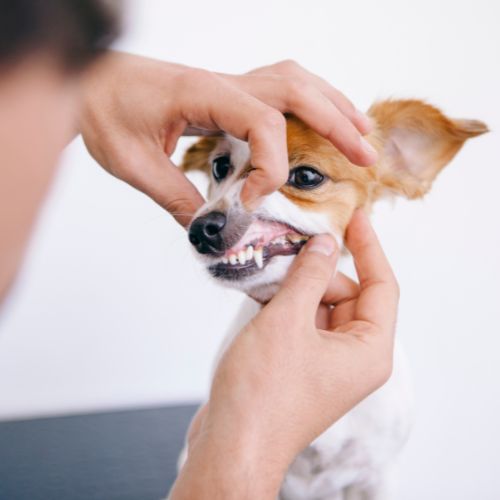 dog dental care at the vet hospital