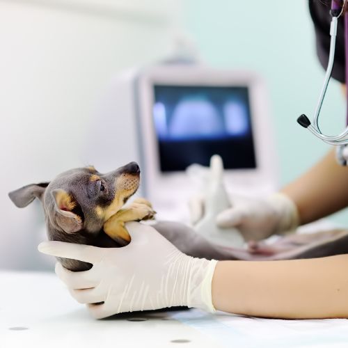 Pet Radiology Services