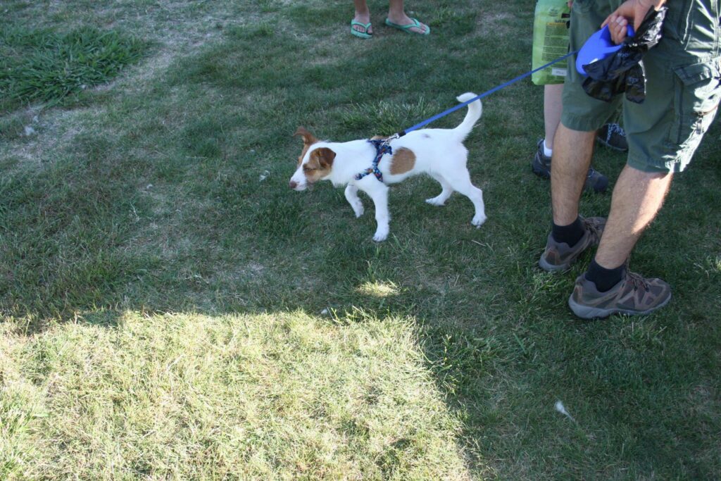 About Hatton Veterinary Hospital Vet In Elk Grove,CA