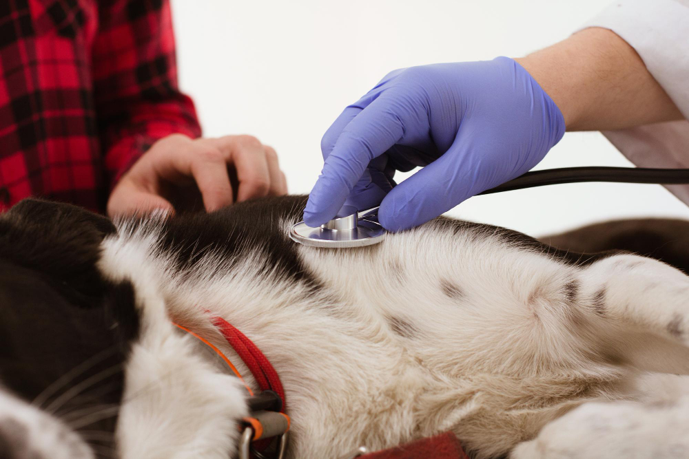 Pet Electrocardiography Services In Elk Grove, CA Hatton Veterinary