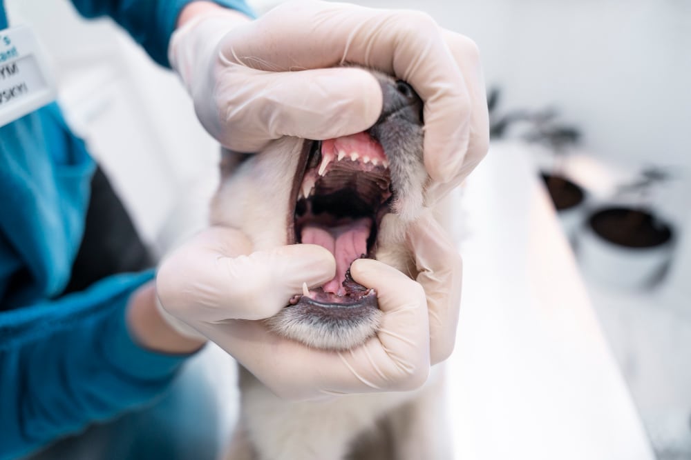 Pet Dentistry In Elk Grove, CA|Hatton Veterinary Hospital