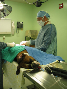 Vet performing pet surgery