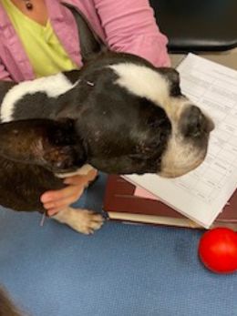 Dog sitting on desk