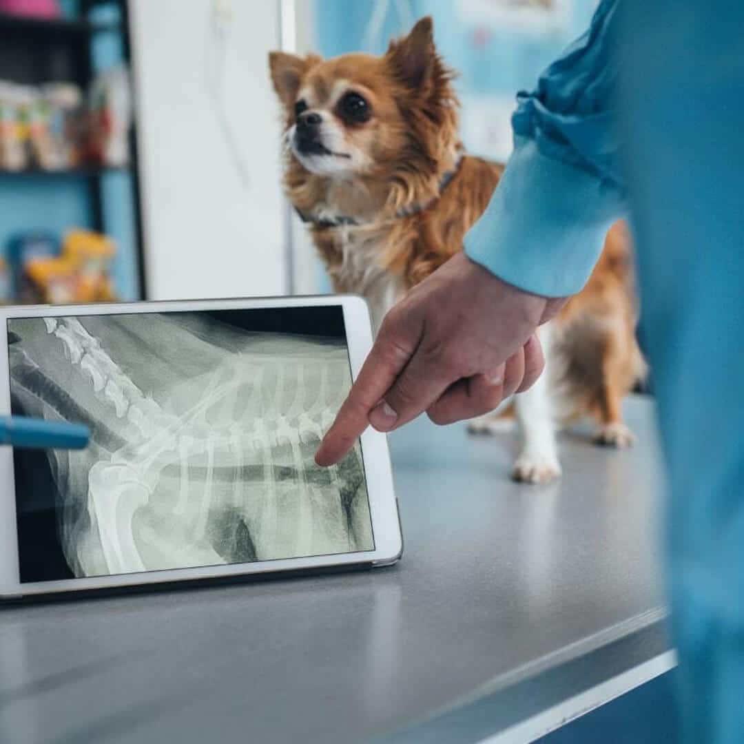 pet screening