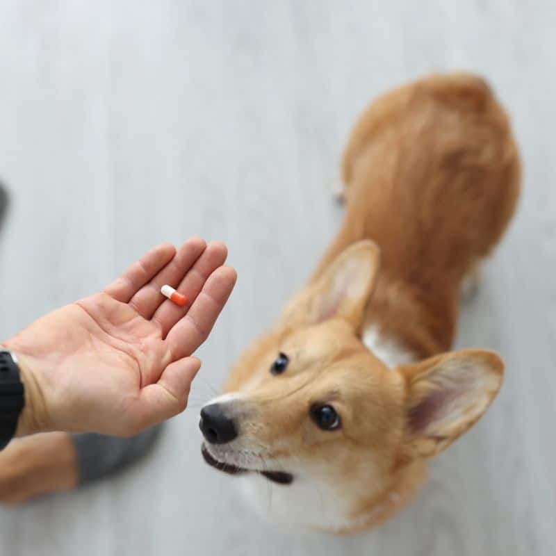 Pet Preventative Medicine