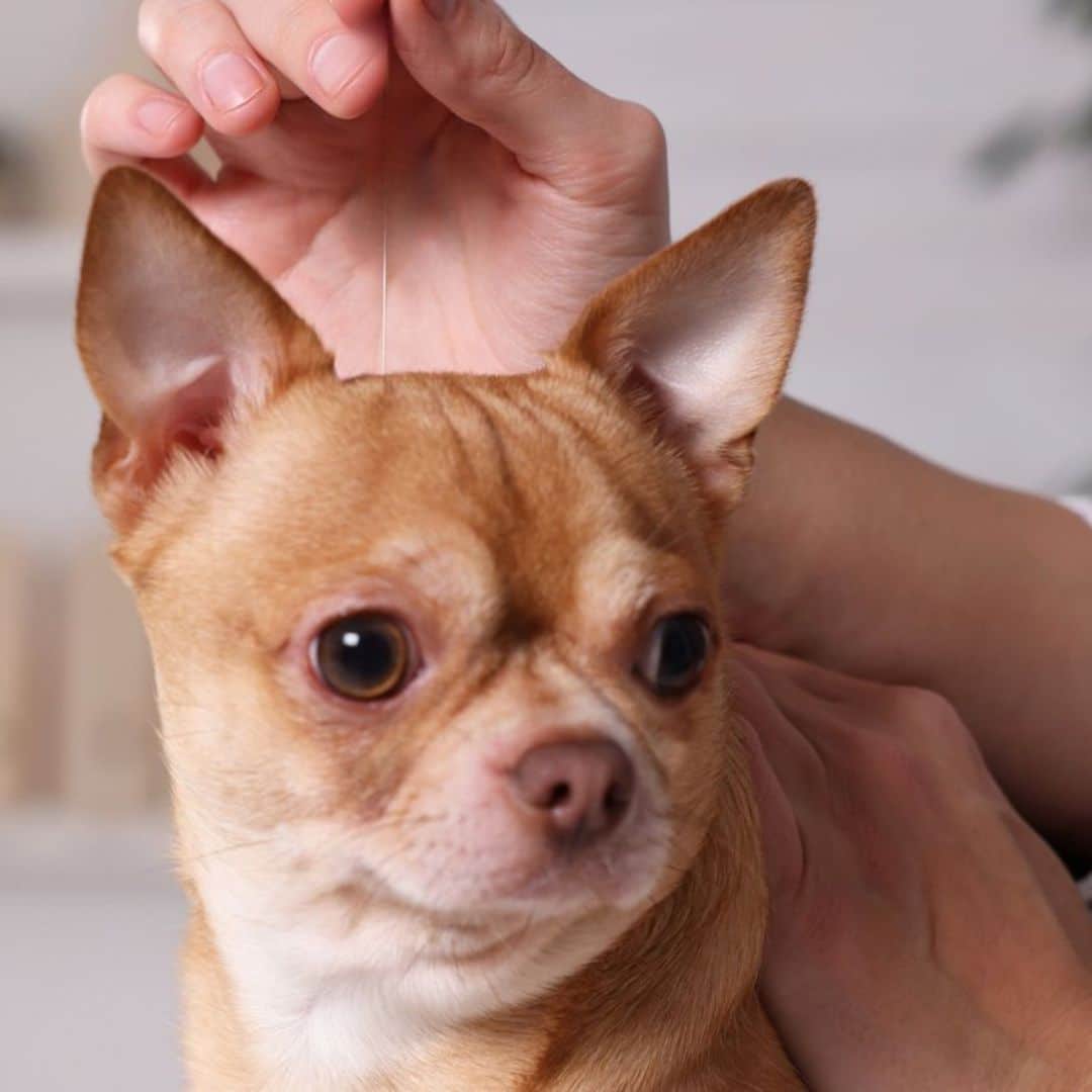 Pet Acupuncture and Integrative Veterinary Medicine